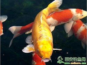 我的系统是反向锦鲤